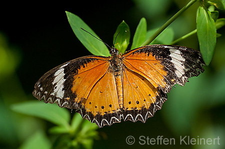 224 Leoparden-Netzfluegler - Cethosia cyane